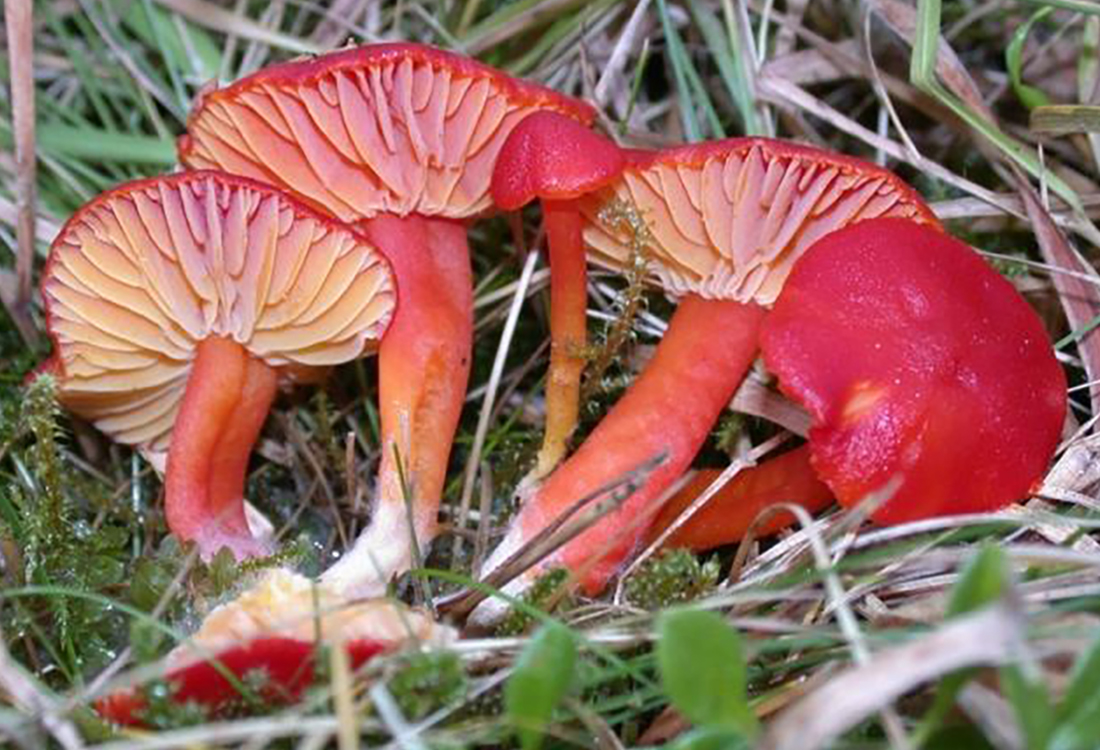 Intensivtraining für PilzberaterInnen mit Dr. Hahn